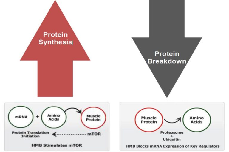 myHMB™ – Clinically Proven HMB Supplement for Muscle